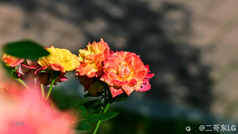虞山月季花 (7).jpg