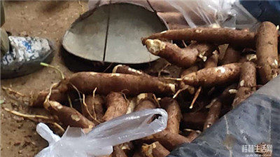 新鲜木薯开市啦，你懂得嫩子吃没？