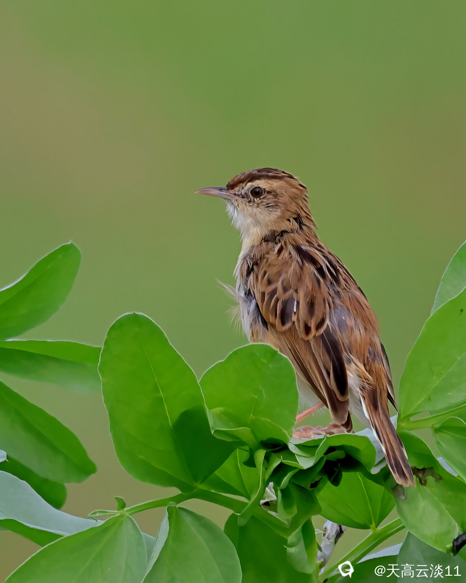 5D2A6102-DeNoiseAI-denoise.jpg