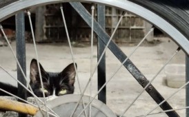 藏在车轮后的猫