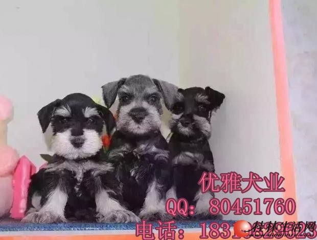 	 ���������ѩ������ѩ����Ҫ��ô�������ѩ�������