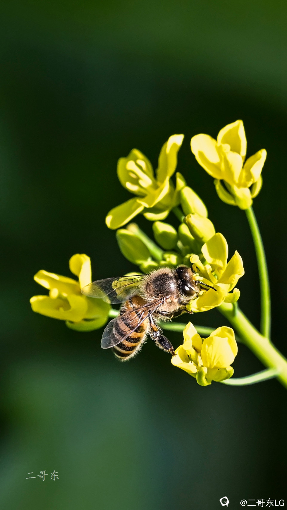 小蜜蜂 (6).jpg
