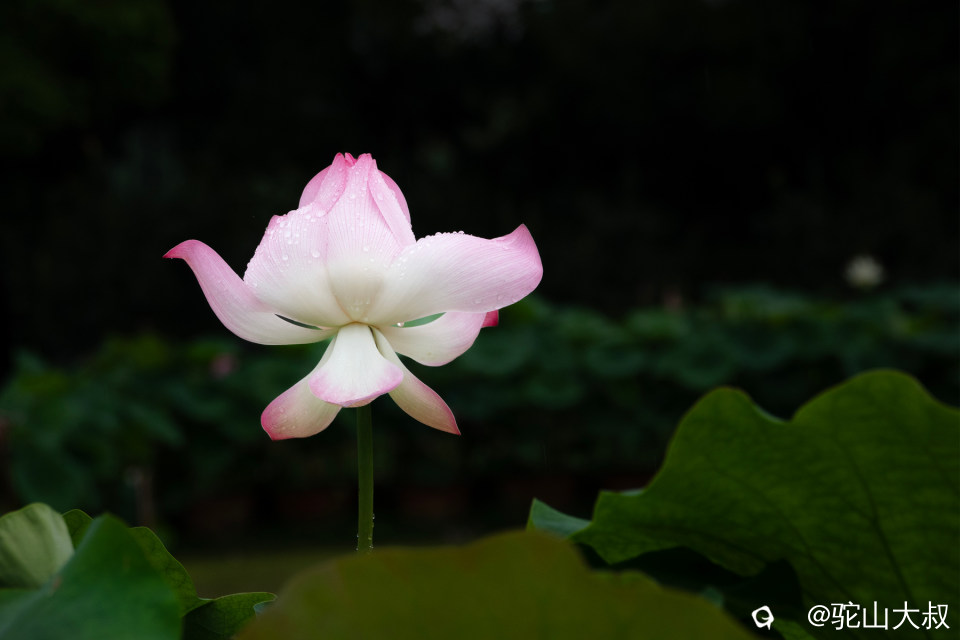 DSC03947-0.jpg