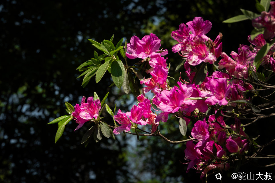 DSC01485-0 - 副本.jpg