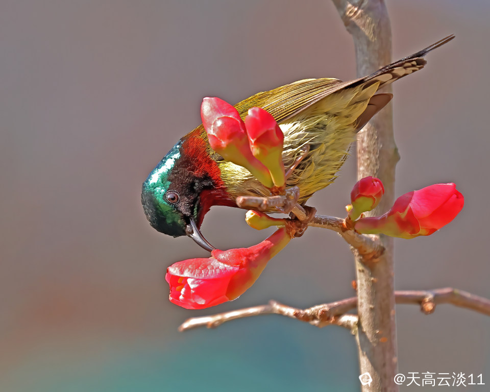 5D2A7308-DeNoiseAI-denoise.jpg
