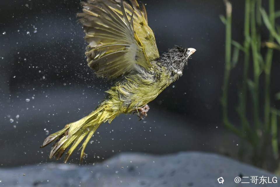 -领雀嘴鹎 (11).jpg