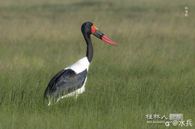 鞍嘴鹳4675_副本.jpg