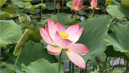 春有百花夏有荷，快来灵川定江汤家村打卡