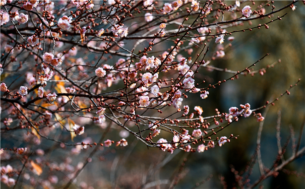 梅花香自苦寒來(lái)