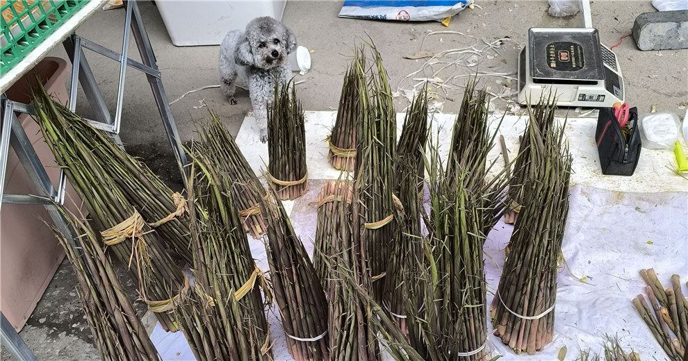 苦笋白头翁春不老一一赶大面如同踏春