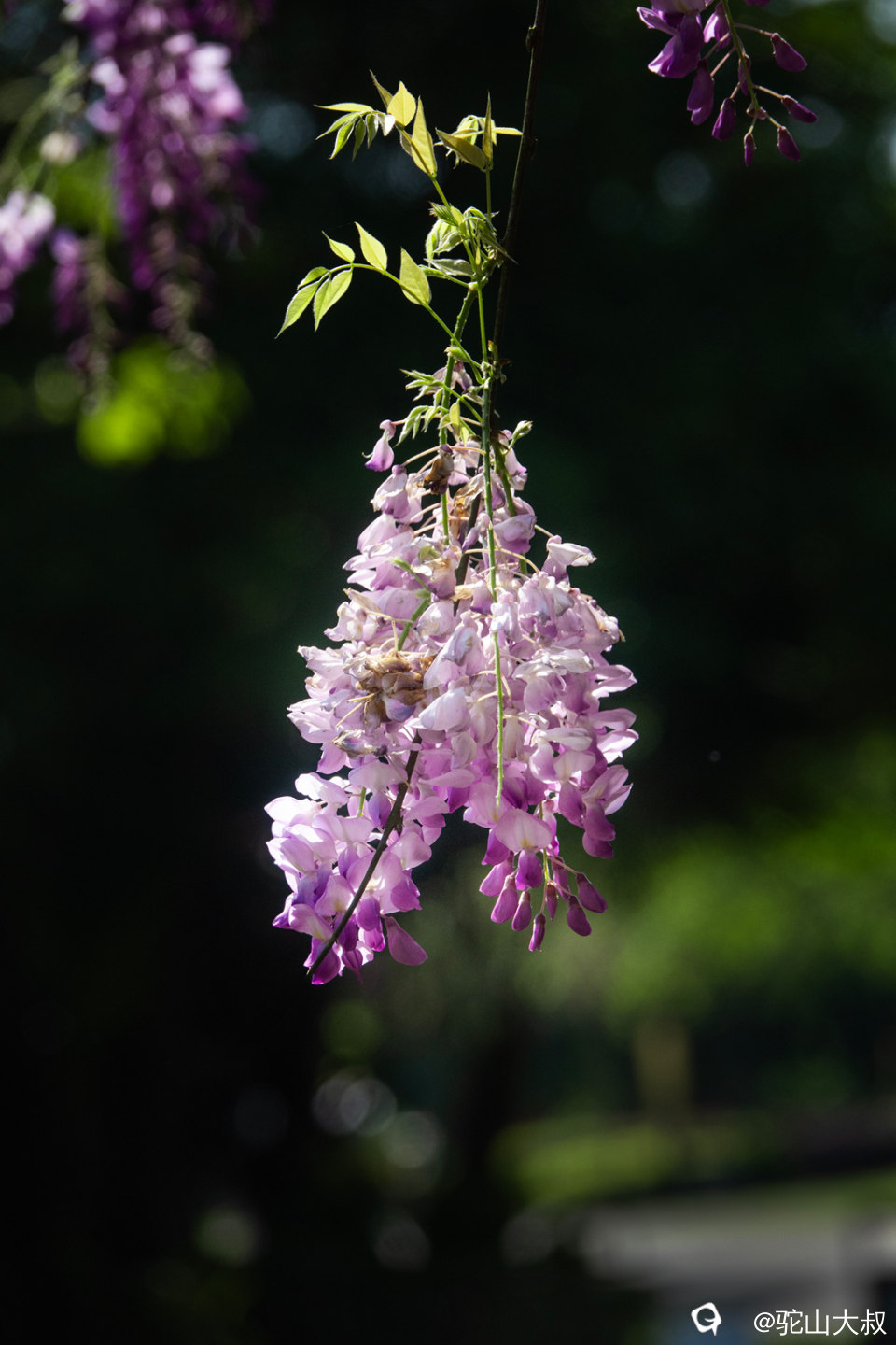 DSC01519-0 - 副本.jpg