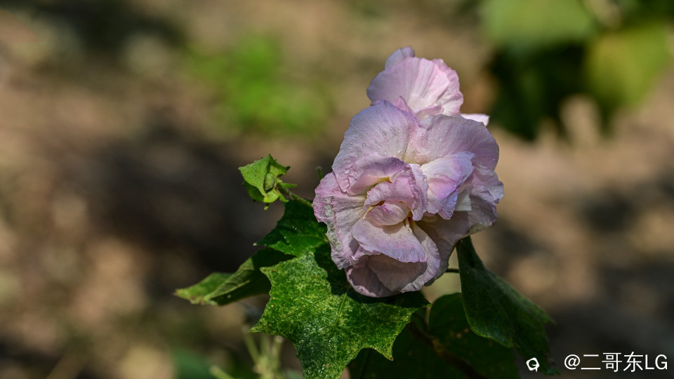木芙蓉 (11).jpg