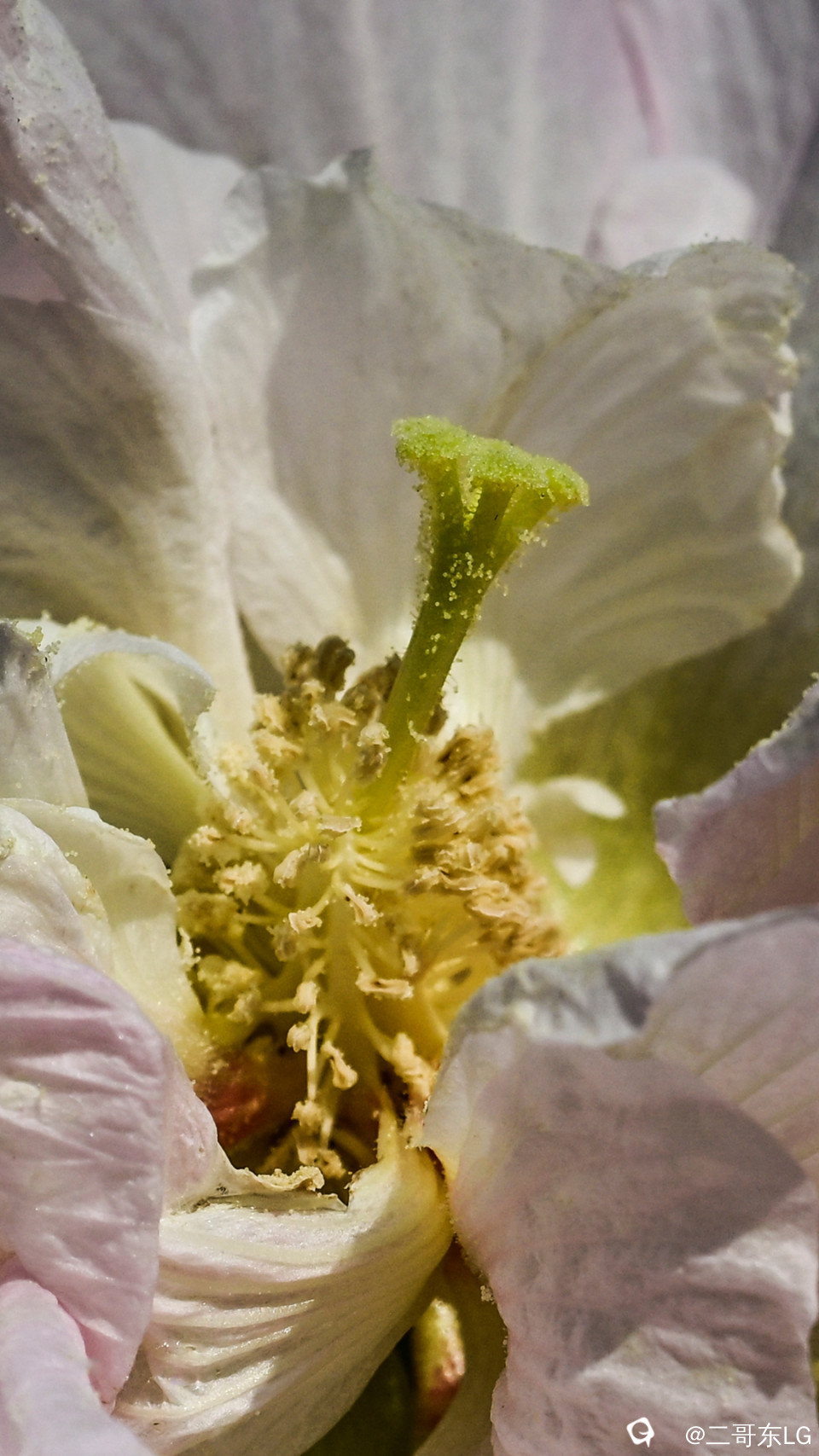 木芙蓉 (3).jpg