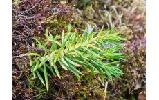 柳杉叶马尾杉首次现身猫儿山保护区