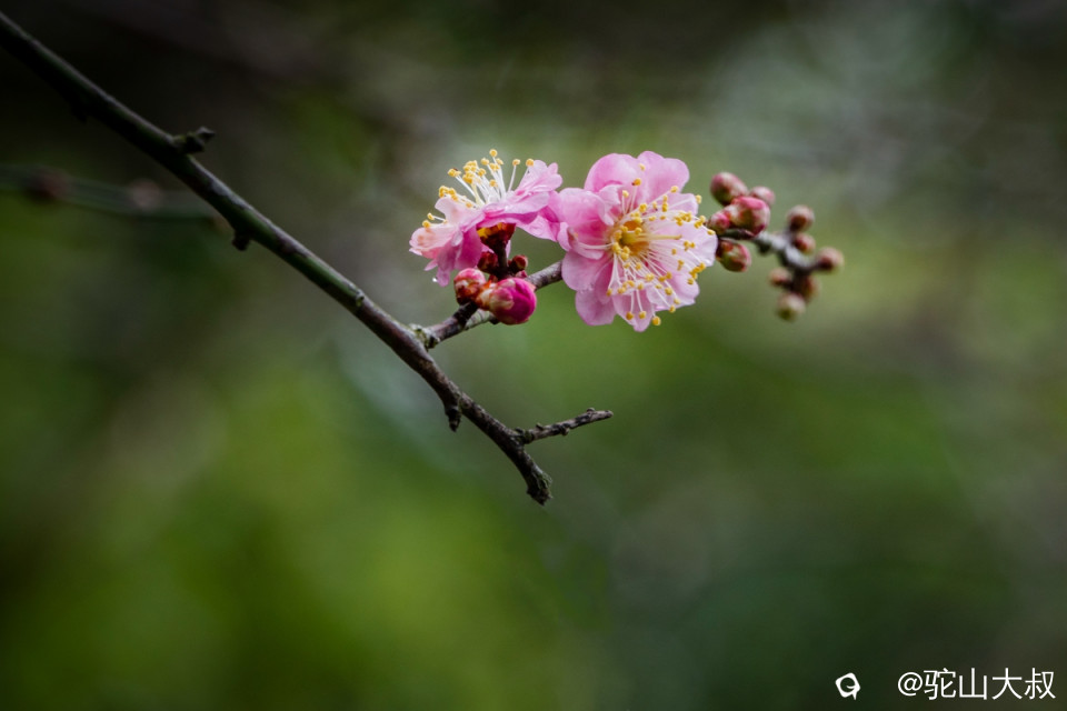 DSC04733-0 - 副本.jpg