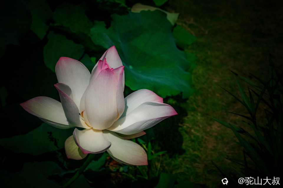DSC04165-0.jpg