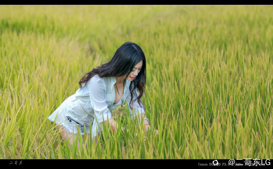 谷子熟了 (5).jpg
