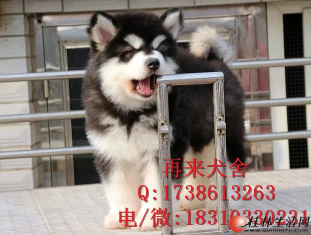 	 ���ְ���˹�� �����ܰ氢��˹�� ����˹�ӷ�ֳ����
