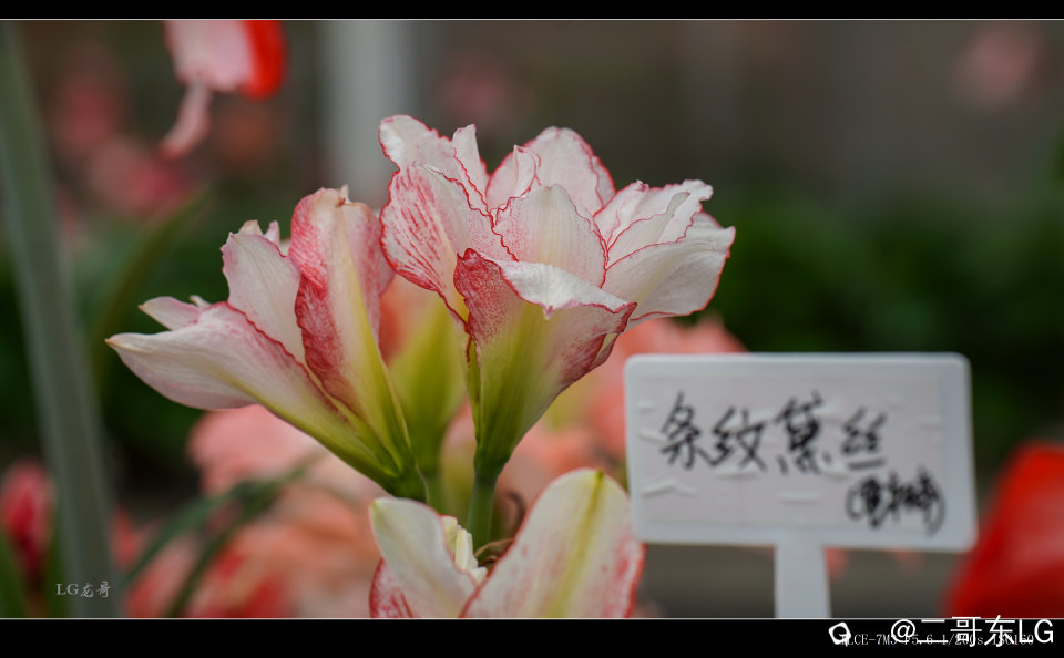 10条纹黛丝.jpg