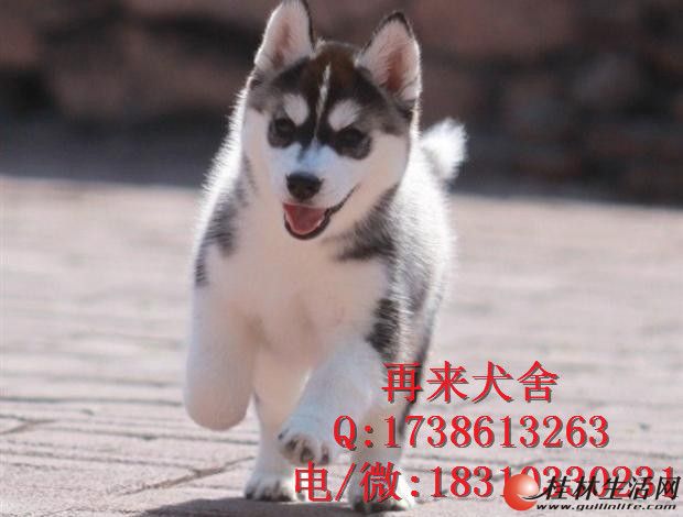 ���ֹ�ʿ�� ������ʿ�� ��ʿ��ͼƬ ȫ��ֱ��