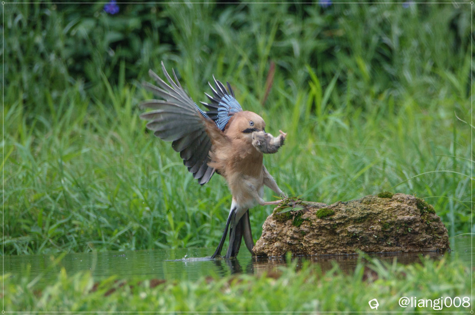 DSC07717_副本_副本.jpg