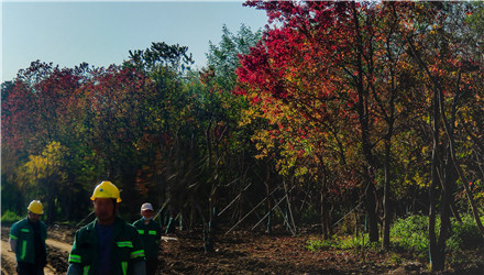 從前烏桕市區(qū)幾乎絕跡，現(xiàn)在回來(lái)種烏桕啦