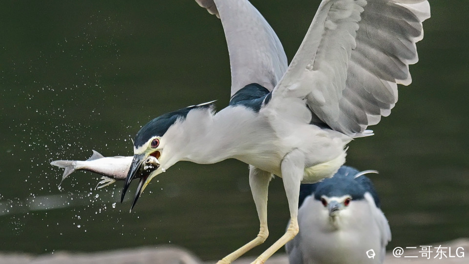 夜师傅干饭 (5).jpg