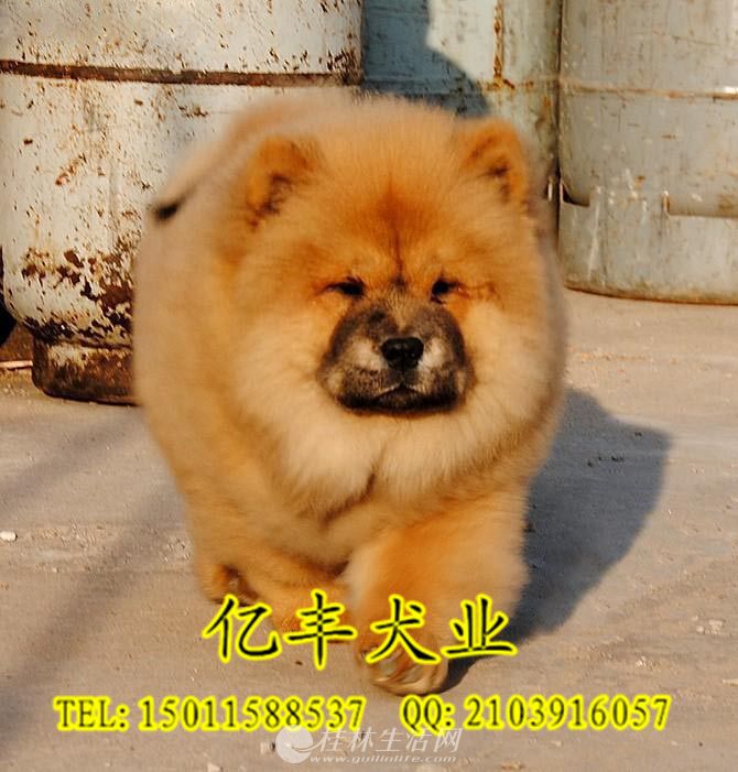 ˫Ѫͳ��ʨ ������ʨ�۸� �ڷ�Ȯ��ֱ��