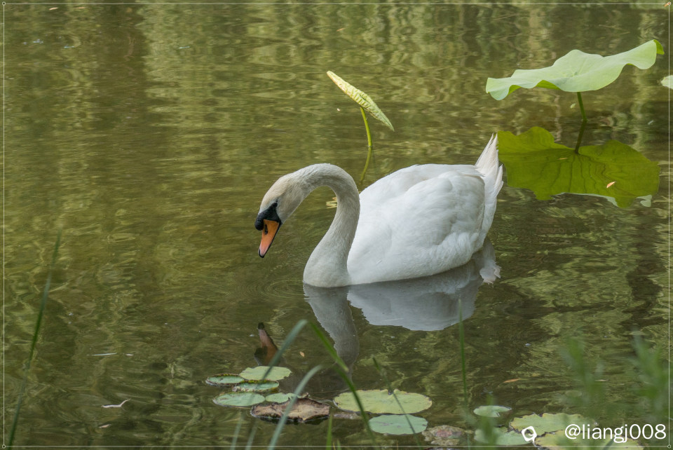 DSC00938_副本_副本.jpg