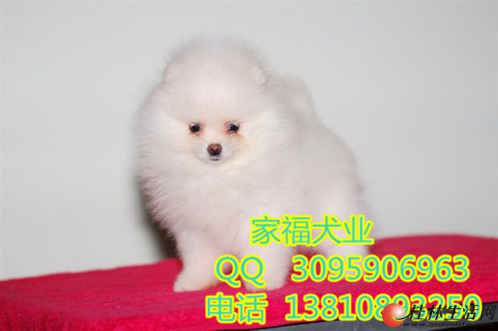���ֲ��� ��ɫ���� ���������岩��Ȯ �����Ҹ�Ȯҵֱ������