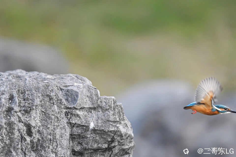 小翠起飞瞬间连拍 (14).jpg