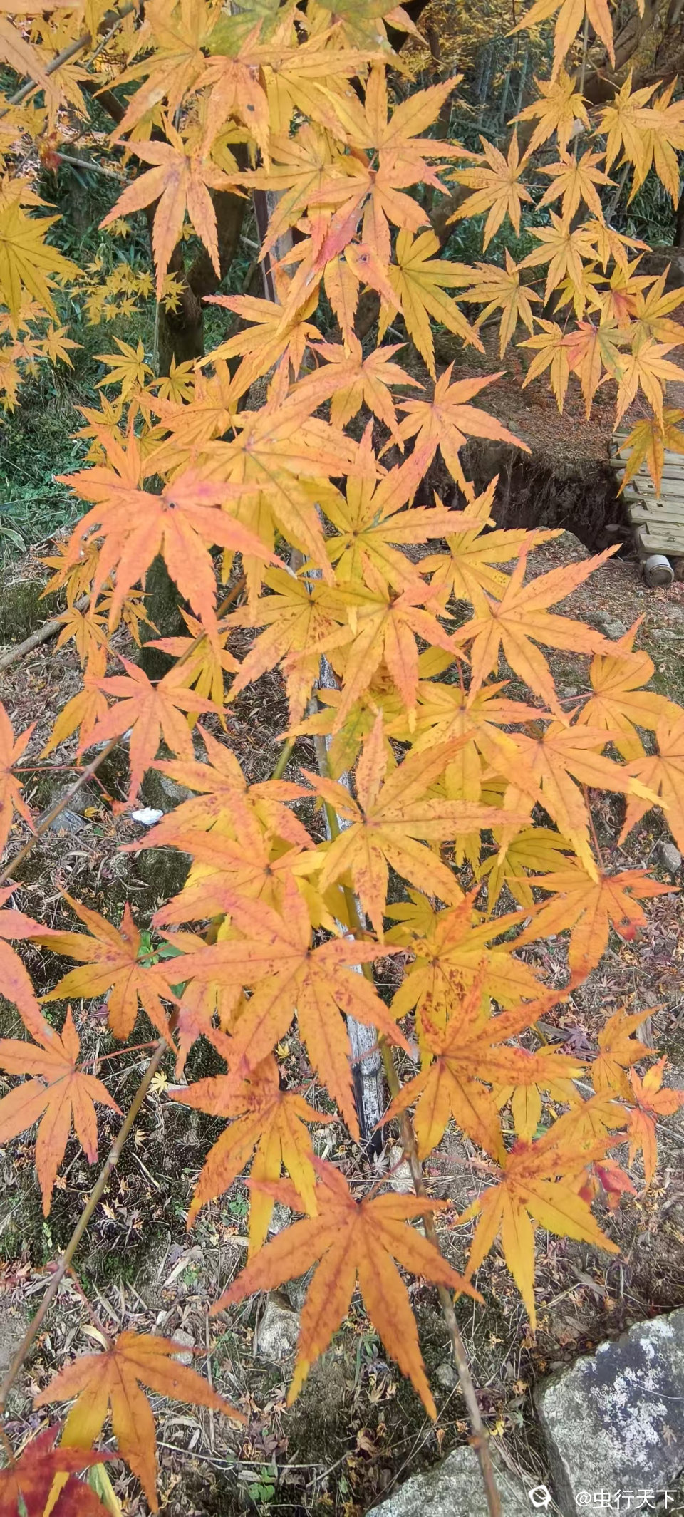 微信图片_20251201160939_214_88.jpg