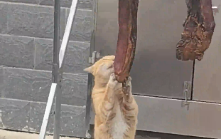小猫偷吃腊肉被当场抓包，怕是被腊肉香晕了吧！