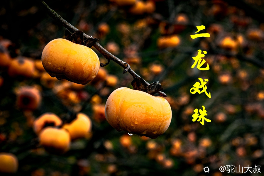 DSC04443-0_副本.jpg