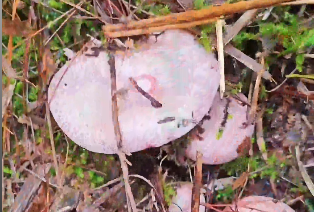 又到了桂林捡纵树菌的季节