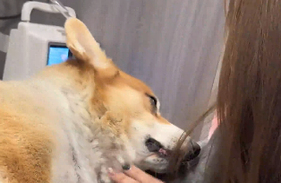 狗狗做手术后麻醉还没醒，听到主人被&ldquo;欺负&rdquo;挣扎起身保护！狗狗：你你你...等我...起来就...