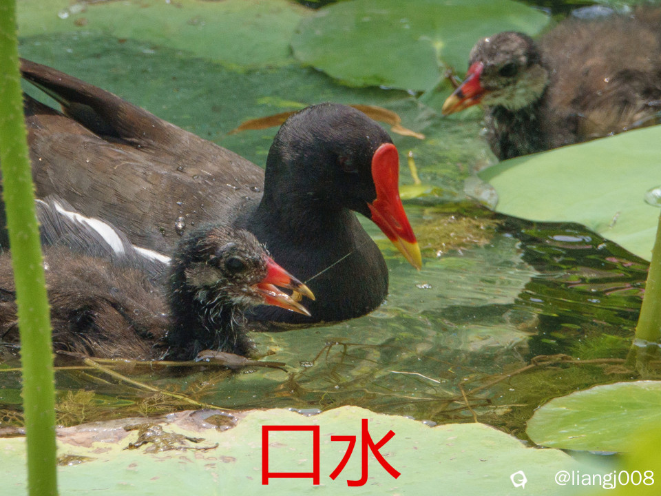 DSC06230_副本_副本.jpg