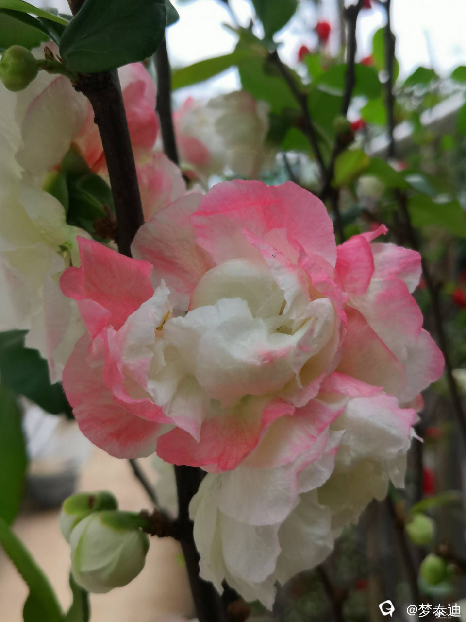 IMG_20250405_090328_副本.jpg