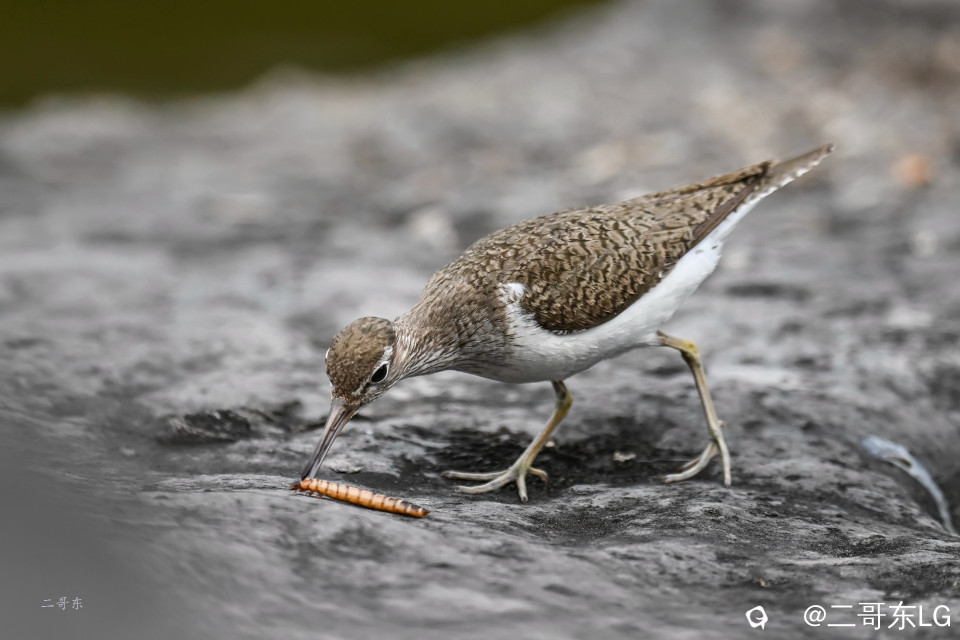 矶鹬 jī yù (20).jpg