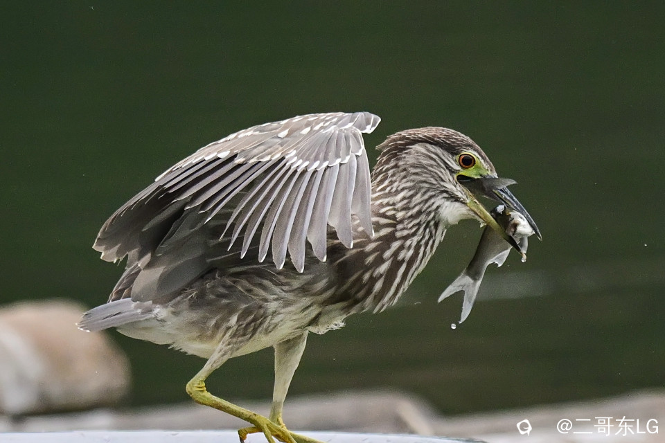 绿鹭干饭 (7).jpg