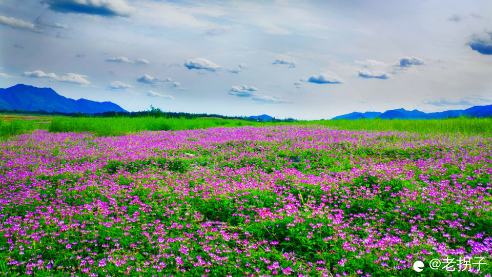 171846co5coeorgoocrwsr A.jpg