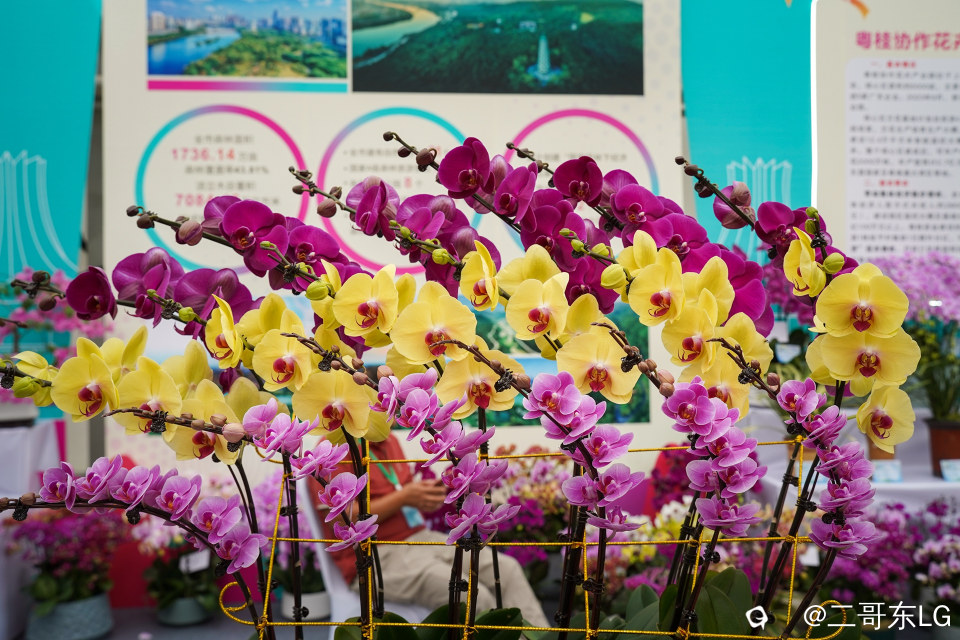 南方第三届花卉苗木交易会 (32).jpg