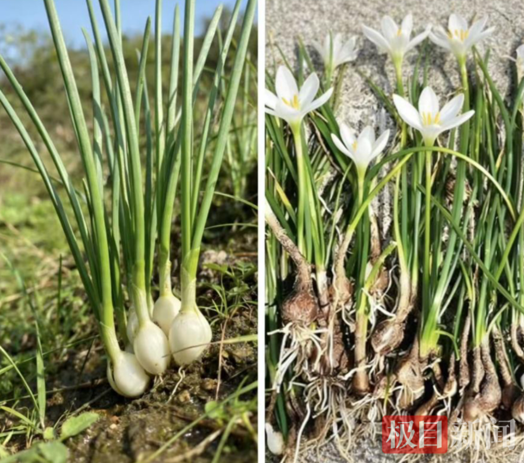 5人凌晨被急救！紧急提醒：不要吃！不要吃！