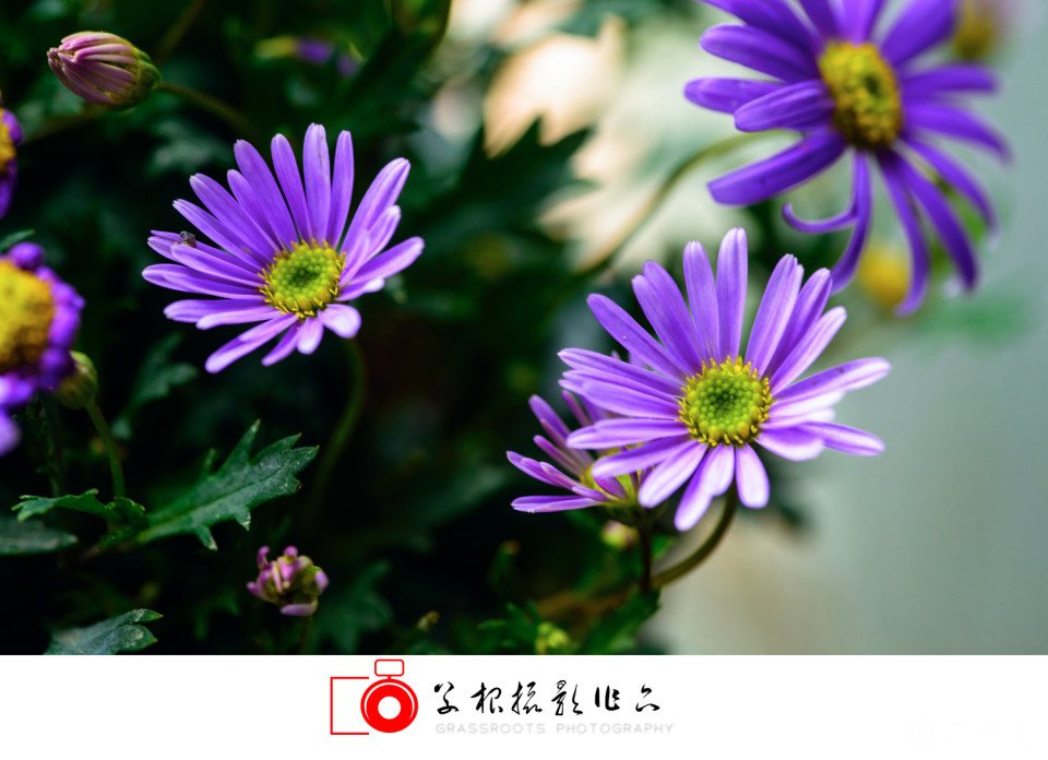 _DSC7777 拷贝_副本.jpg