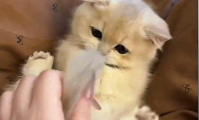 当女主人故意抢走猫咪的尾巴