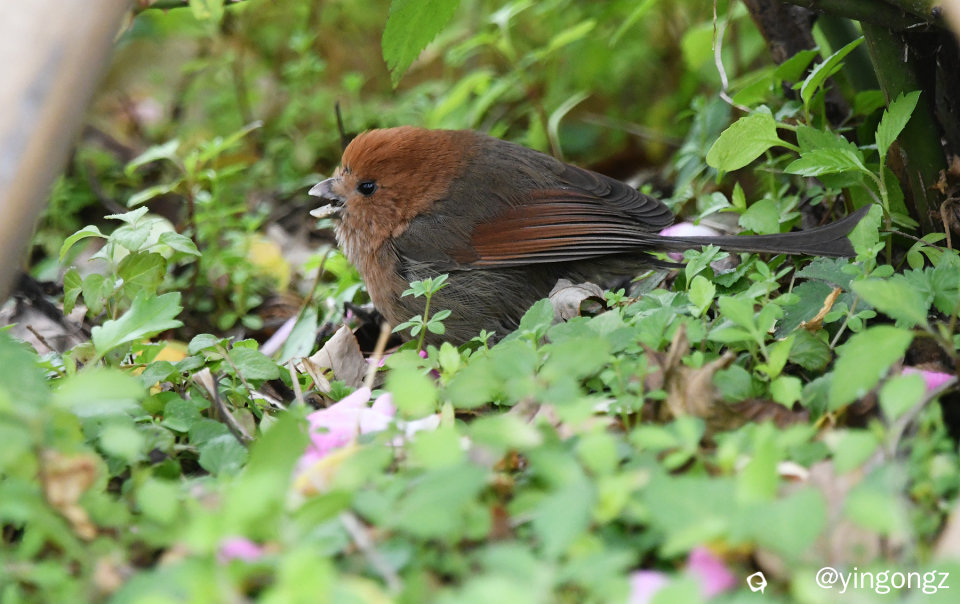 DSC_3337_副本.jpg