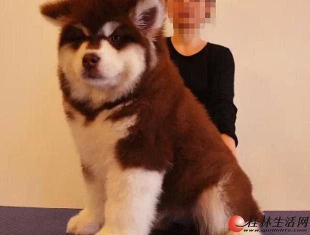 ���ְ���˹�� ���Ͱ���˹�� ��������˹����Ȯ����Ǯ