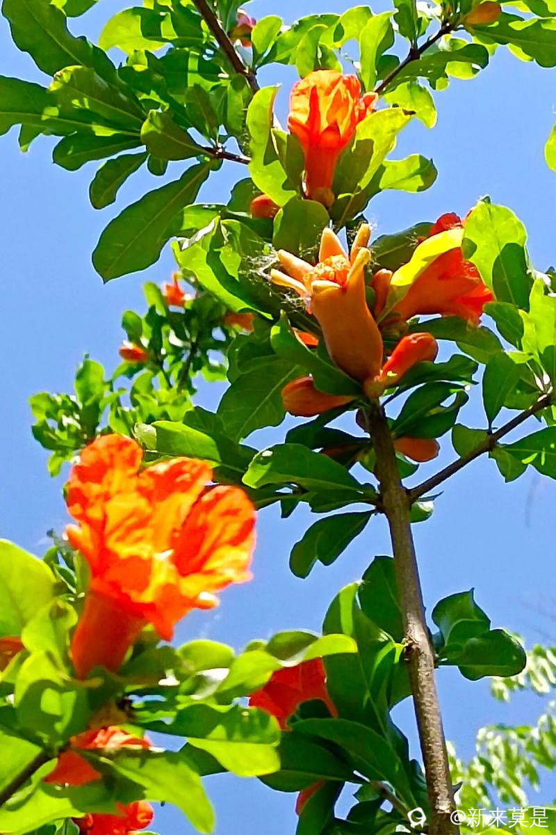 u=1231123901,439516849&fm=253&app=138&f=JPEG_看图王.jpg