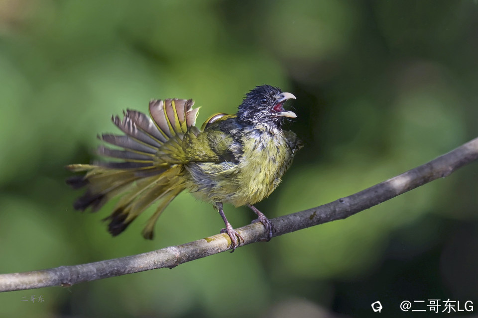 -领雀嘴鹎 (12).jpg