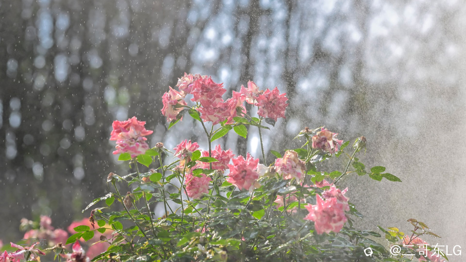 虞山月季花 (20).jpg